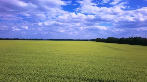 Flight over a field of rapeseed. Stock Footage 220962386