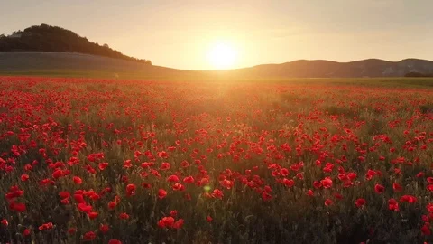 Flight over field of red poppies. Video stock 103009155