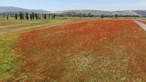 Flight over field of red poppies. Stock Footage 103009268