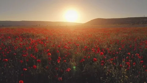 Flight over field of red poppies. Stock Footage 103010482