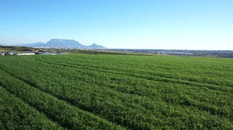 Flight over Field Revealing Table Mountain Video stock 52135324