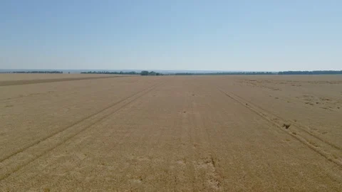 Flight over a field of ripe wheat. aerial video 動画素材 248411310
