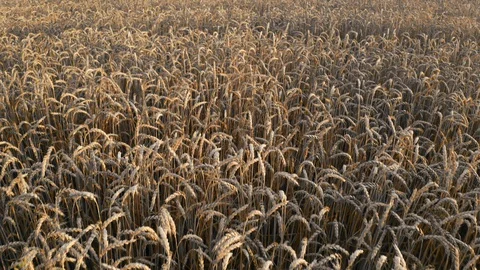 Flight over a field with ripened wheat in golden light Stock Footage 128743179