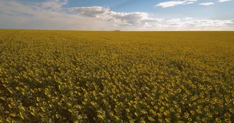 Flight over the field of sunflowers with the camera turning downward and upward Stock Footage 91380482