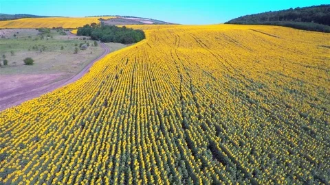 Flight over a Field of Sunflowers Stock Footage 77974235