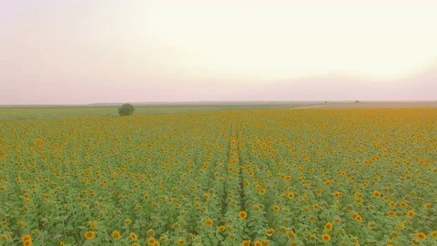 Flight over a field of sunflowers Stock Footage