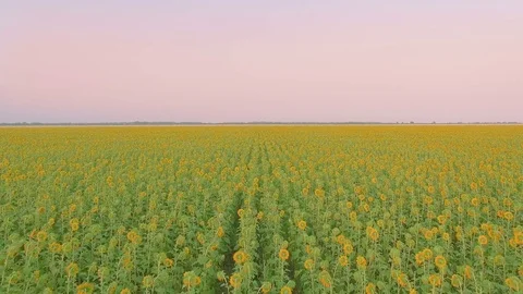 Flight over a field of sunflowers Stock Footage 78046917