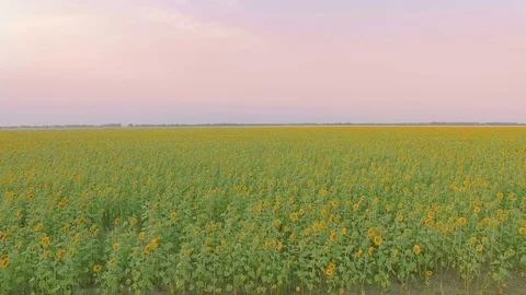 Flight over a field of sunflowers Stock Footage 78047089