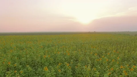 Flight over a field of sunflowers Stock Footage 78050085