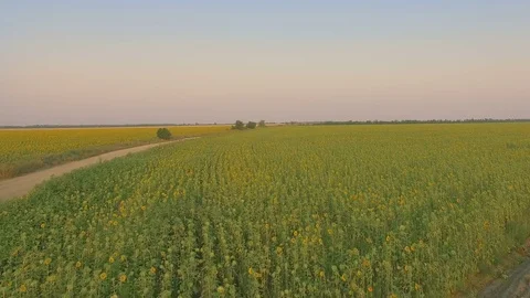 Flight over a field of sunflowers Stock Footage 78051347