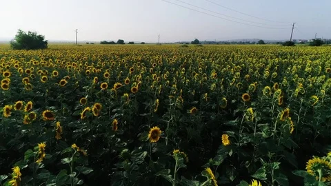 Flight over the field of sunflowers Stock Footage 78055772
