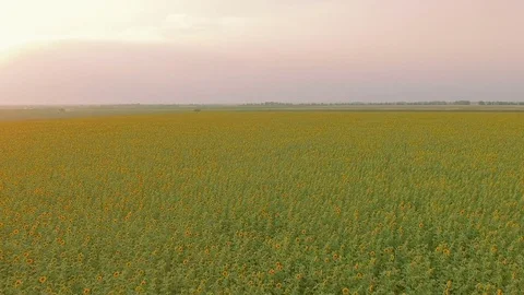Flight over a field of sunflowers Stock Footage 78062158