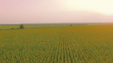 Flight over a field of sunflowers Stock Footage 78062758
