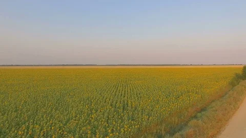 Flight over a field of sunflowers Stock Footage 78063405