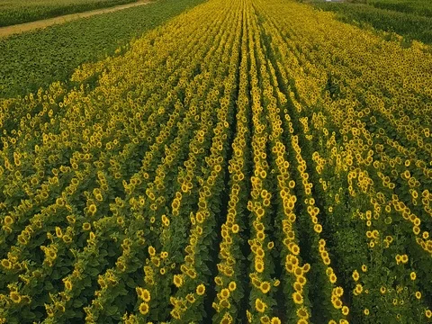 Flight over a field of sunflowers Stock Footage 78275104