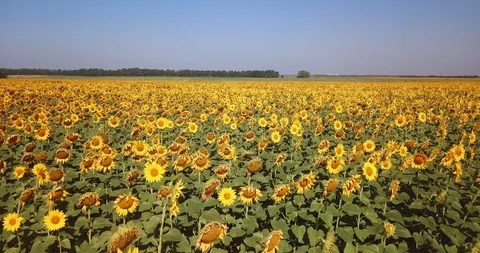 Flight over the field with sunflowers on a hot day. Stock Footage 93176653