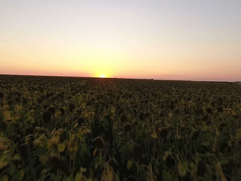 Flight over a field of sunflowers at sunset Stock Footage 72392280