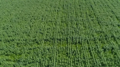 Flight over the field with sunflowers at sunset Stock Footage