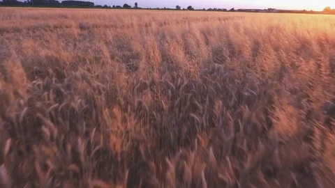 Flight over the field on sunset Stock Footage 76834466