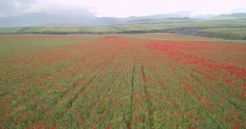 Flight Over The Field Of Tulips Stock Footage 89961401