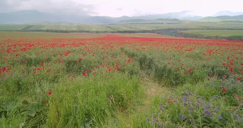 Flight Over The Field Of Tulips Stock Footage 89961764