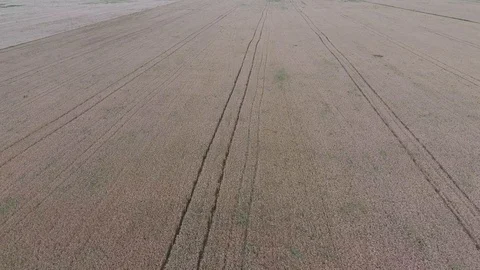 Flight over a field of wheat. field of wheat, a top view Stock Footage 95924141
