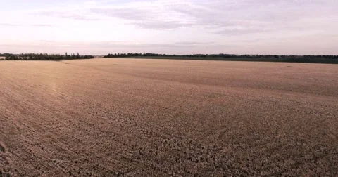 Flight over a field of wheat Vídeo Stock 64929826
