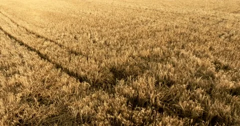 Flight over a field of wheat Stock Footage 64965776