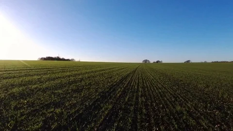 Flight over field of wheat Stock Footage 70171317