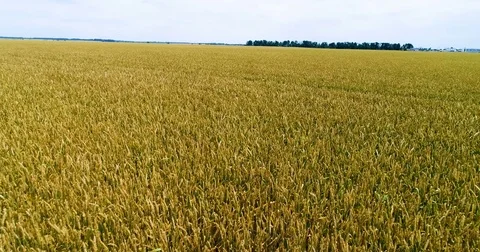 Flight over field of wheat Stock Footage 76951227