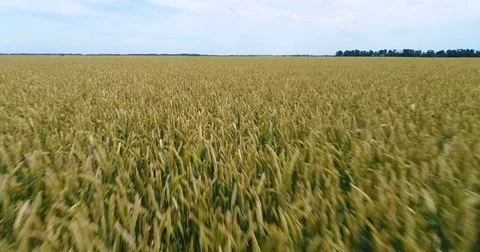 Flight over field of wheat Stock Footage 76957853