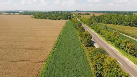 Flight over the field of yellow wheat and road. Aerial view Stock Footage 94020785