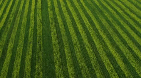 Flight over fields. Altai. Siberia Stock Footage 34143656
