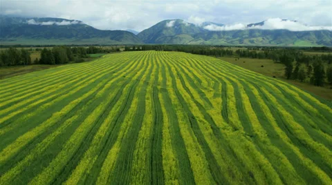 Flight over fields. Altai. Siberia Stock Footage 34148080