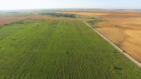 Flight over fields with different agricultural crop types, aerial video Stock Footage 78113362