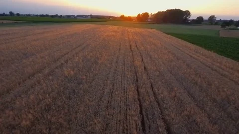 Flight over the fields Stock Footage 76834449
