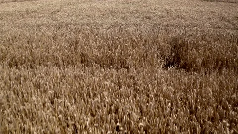 Flight Over The Fields Of Gold Wheat Field During The Sunny Day Stock Footage 142003362