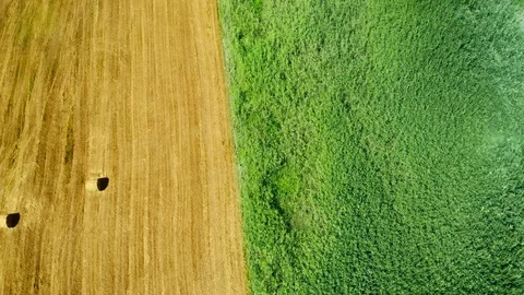Flight over the fields. Hemp weed field. Wheat field with haystacks. Stock Footage 130124989
