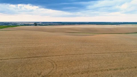 Flight over fields with ripe rape and wheat. Video stock 112292911