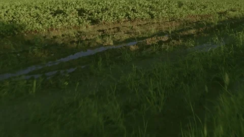 Flight over the fields in the suburbs of St. Petersburg 49 Stock Footage 136059570