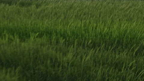 Flight over the fields in the suburbs of St. Petersburg 6 Stock Footage 136059658