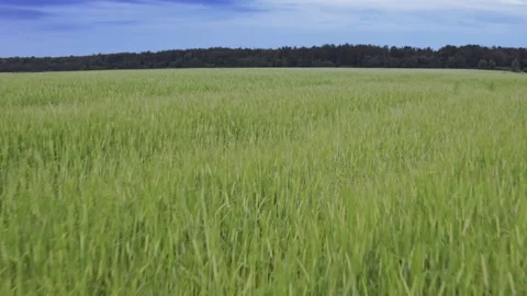 Flight over the fields in the suburbs of St. Petersburg 22 Video stock 136059715