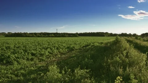 Flight over the fields in the suburbs of St. Petersburg 52 Stock Footage 136059733