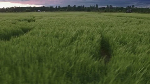 Flight over the fields in the suburbs of St. Petersburg 5 Stock Footage 136060312