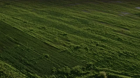 Flight over the fields in the suburbs of St. Petersburg 47 Stock Footage 136060912