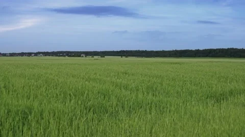 Flight over the fields in the suburbs of St. Petersburg 9 Stock Footage 136060967