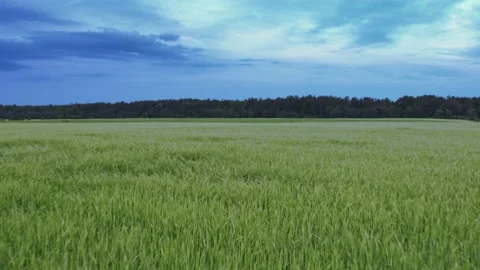 Flight over the fields in the suburbs of St. Petersburg 23 Stock Footage 136061408