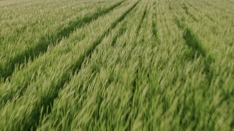 Flight over the fields in the suburbs of St. Petersburg 4 Video stock 136061430