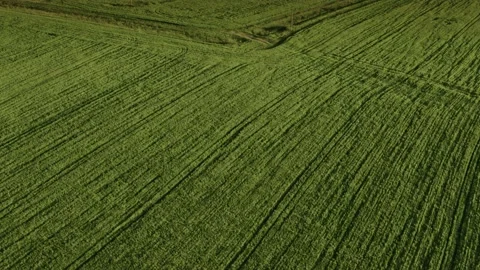 Flight over the fields in the suburbs of St. Petersburg 3 Stock Footage 136062082
