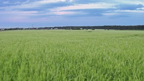 Flight over the fields in the suburbs of St. Petersburg 31 Stock Footage 136062186